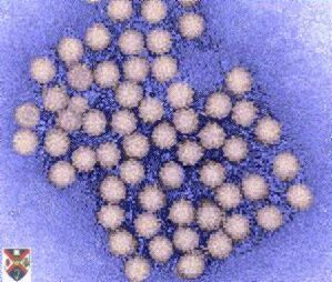 Lanzan Primera Vacuna para el Circovirus Porcino Creada en Sudamérica