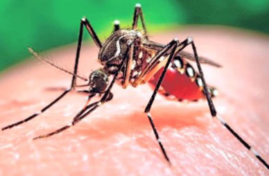 Con Peces que se Alimentan de Mosquitos se Combate el Vector del Zika en Arica