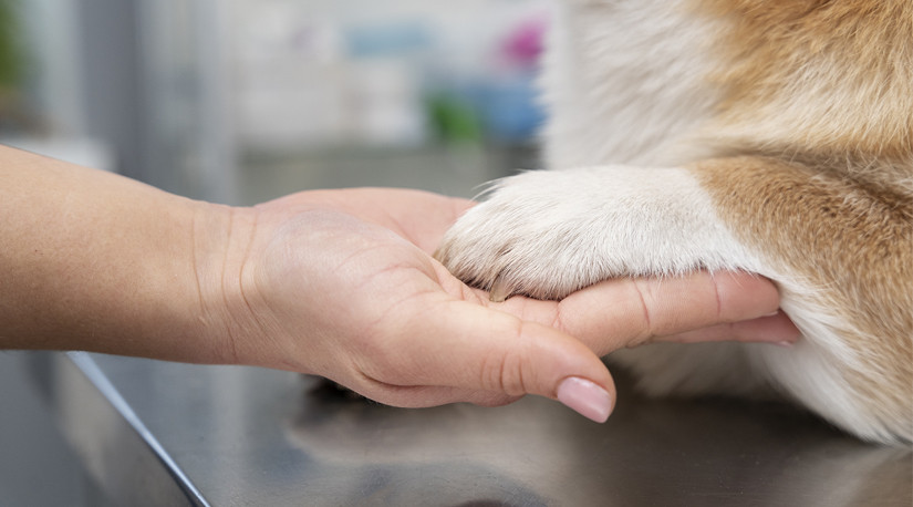 La ética y vocación de los médicos veterinarios