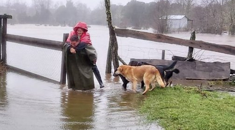 Recomendaciones de Colmevet para animales en zonas de emergencia por inundaciones