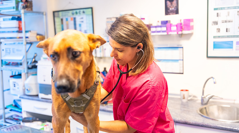 Purina Institute: Seminario web internacional sobre el rol de la nutrición en el manejo de la enteropatía crónica en perros