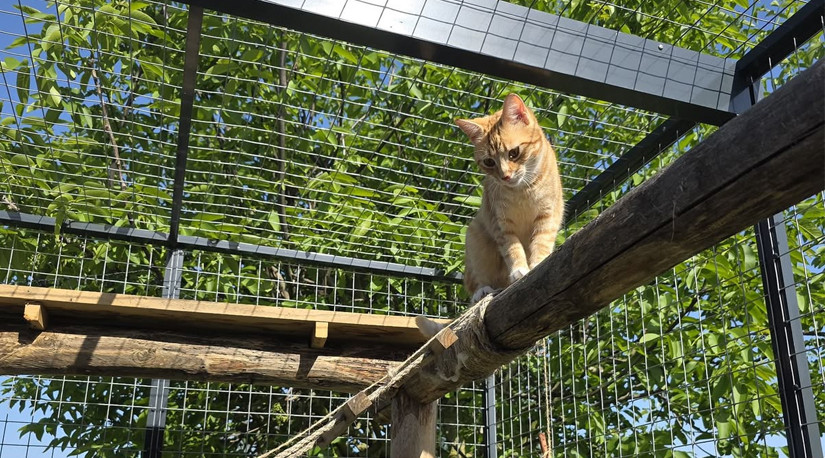 A días de cerrar el mes del gato, Colmevet  llama a repensar la tenencia felina en Chile