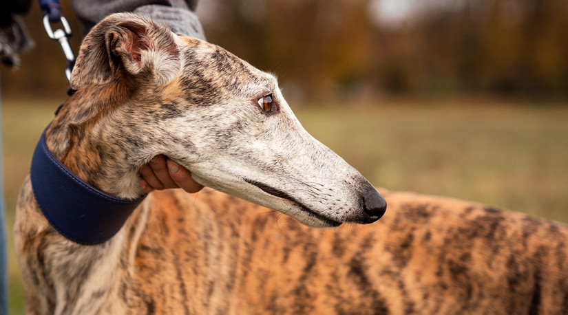 Colmevet reitera su rechazo a las carreras de galgos y exige la derogación del artículo 16° de la Ley 20.380