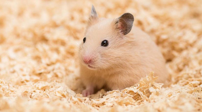 Colmevet llama a mantener la calma por posible transmisión de covid-19 de hamsters a humanos