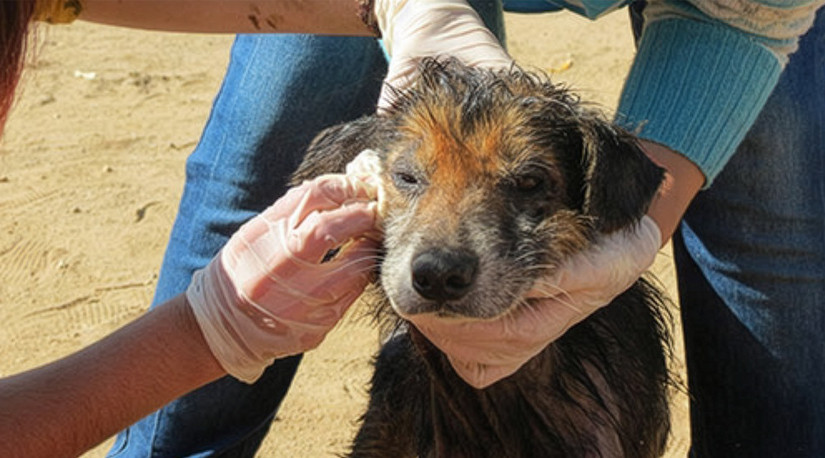Colmevet activa donación por incendios en las regiones de Ñuble y Biobío