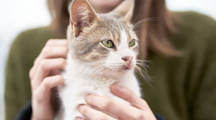 Transmisión de Covid-19 de gato a humano:  Es un hecho extremadamente raro y en un momento en que Tailandia tenía menos de 10% de inmunización de sus habitantes