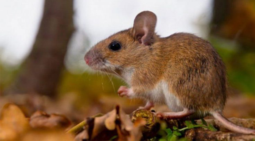 Hantavirus: convivir con la realidad en medio del riesgo