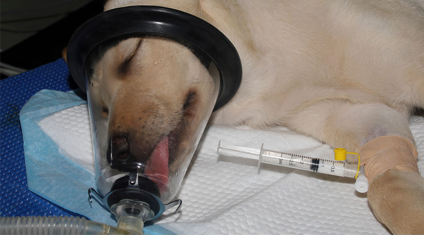 Comunicado: Colegio Médico Veterinario de Chile sobre procedimientos de higiene y atención dental en animales de compañía