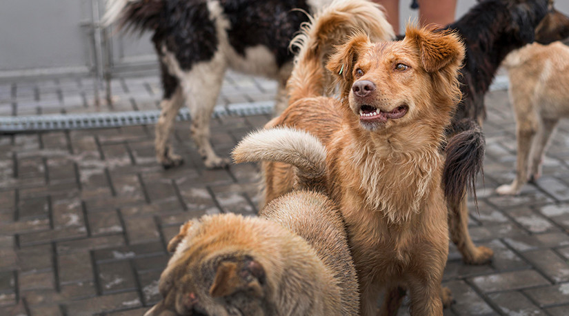Perros en las calles: una responsabilidad que sigue siendo humana