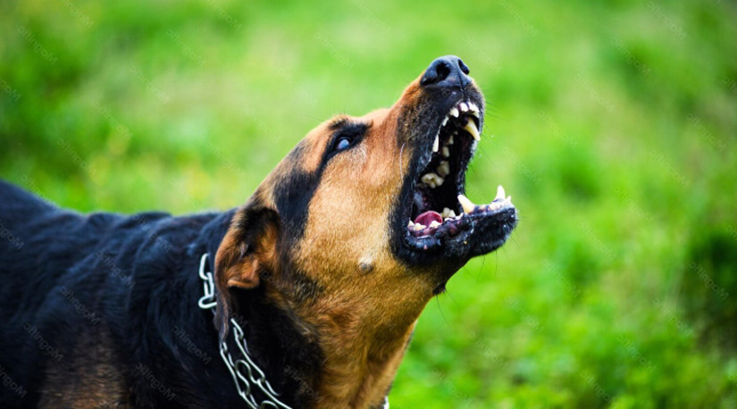 Ataque de perros con resultado de muerte en Los Lagos