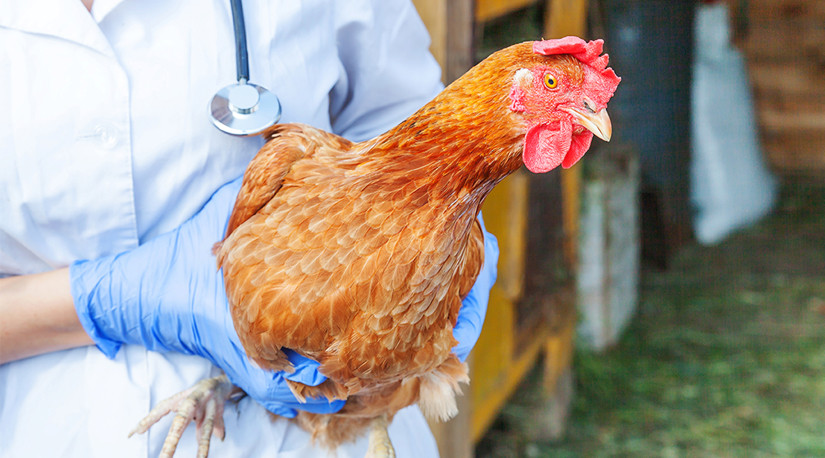 Colmevet refuerza llamado a evitar el contacto con animales enfermos o sospechosos de Influenza Aviar