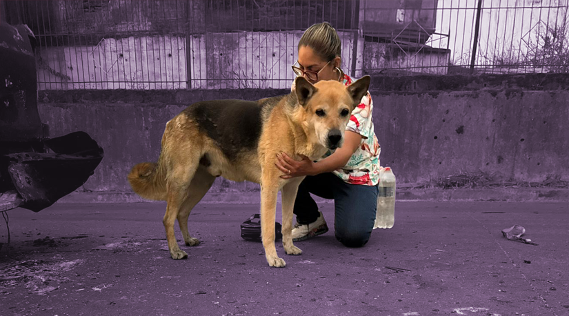 Reflexión sobre equidad, cuidado y responsabilidad animal en tiempos de cambio