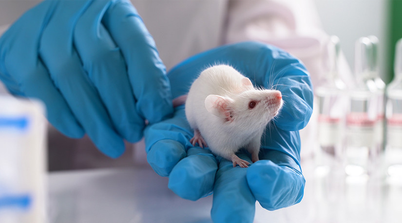 Colmevet La Araucanía manifiesta preocupación por cumplimiento de normativas de experimentación animal