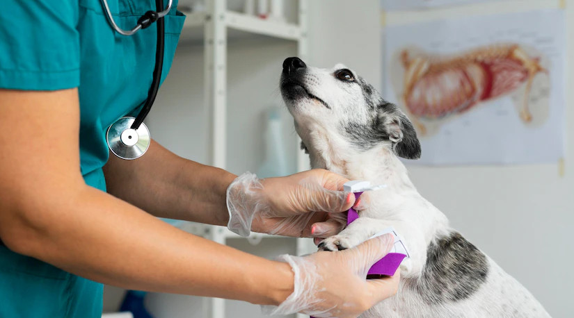 Colmevet rechaza desinformación de SERNAC tras encuesta a clínicas veterinarias
