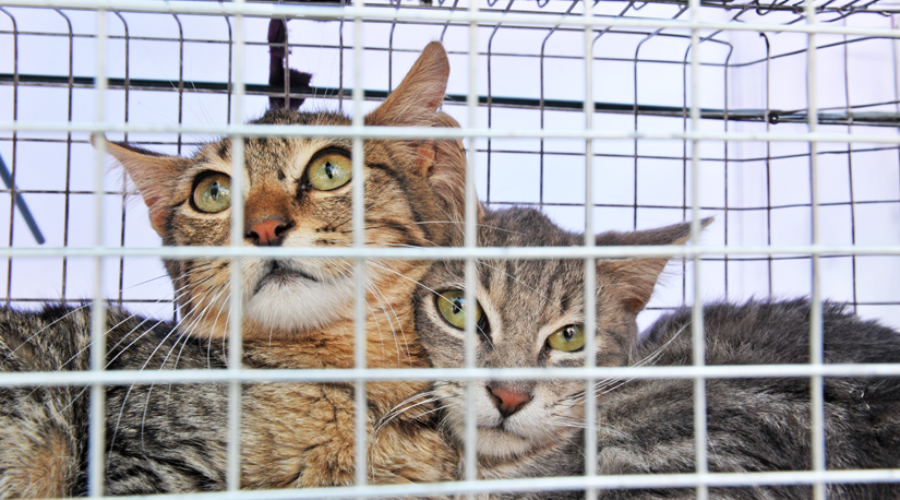 Captura de felinos: Colmevet Aconcagua solicita investigación rigurosa por denuncias en Villa Encuentro de Los Andes