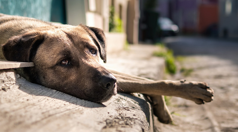 Ante alerta de casos en Reino Unido: Colmevet señala que brucelosis canina tiene baja incidencia en Chile