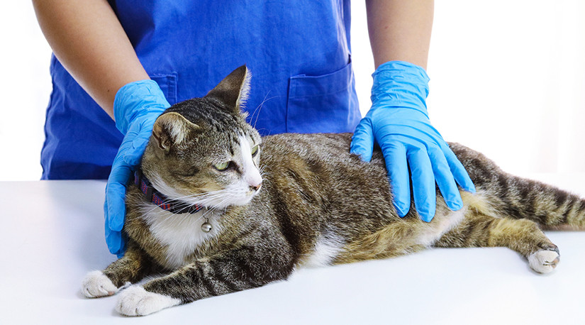 Avances en cirugía veterinaria mínimamente invasiva en Atacama