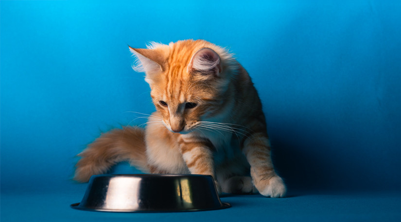 Colmevet apela a sobreseimiento de tres imputados por daños a la salud de más de 400 mascotas