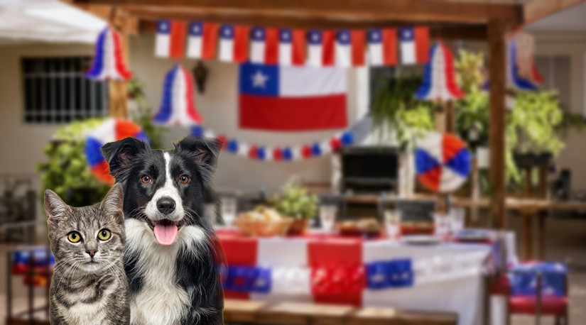Consultas veterinarias de urgencia se disparan en Fiestas Patrias: Colmevet entrega la guía para un 18 sin sustos con las mascotas